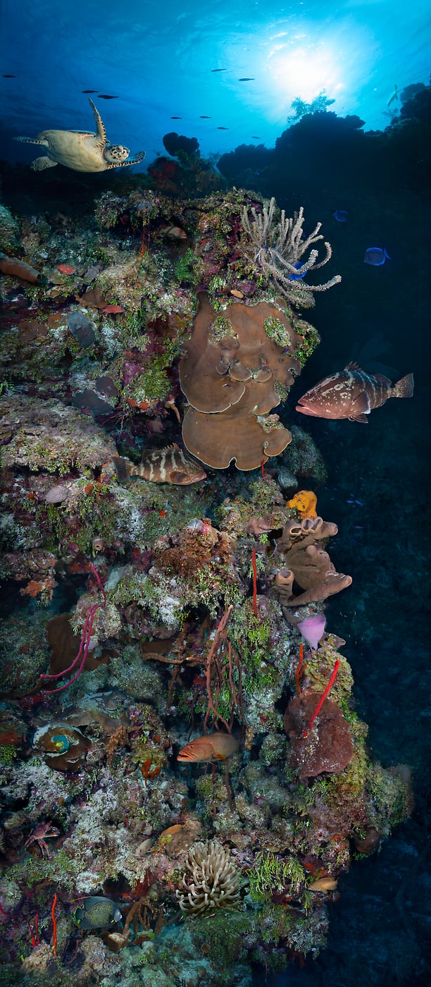 1,096 megapixels! A very high resolution, vertical photo print of a beautiful coral reef with colorful coral and fish; underwater ocean photograph created by Jim Hellemn in Bloody Bay Marine Park, Little Cayman Island, Cayman Islands, British West Indies.