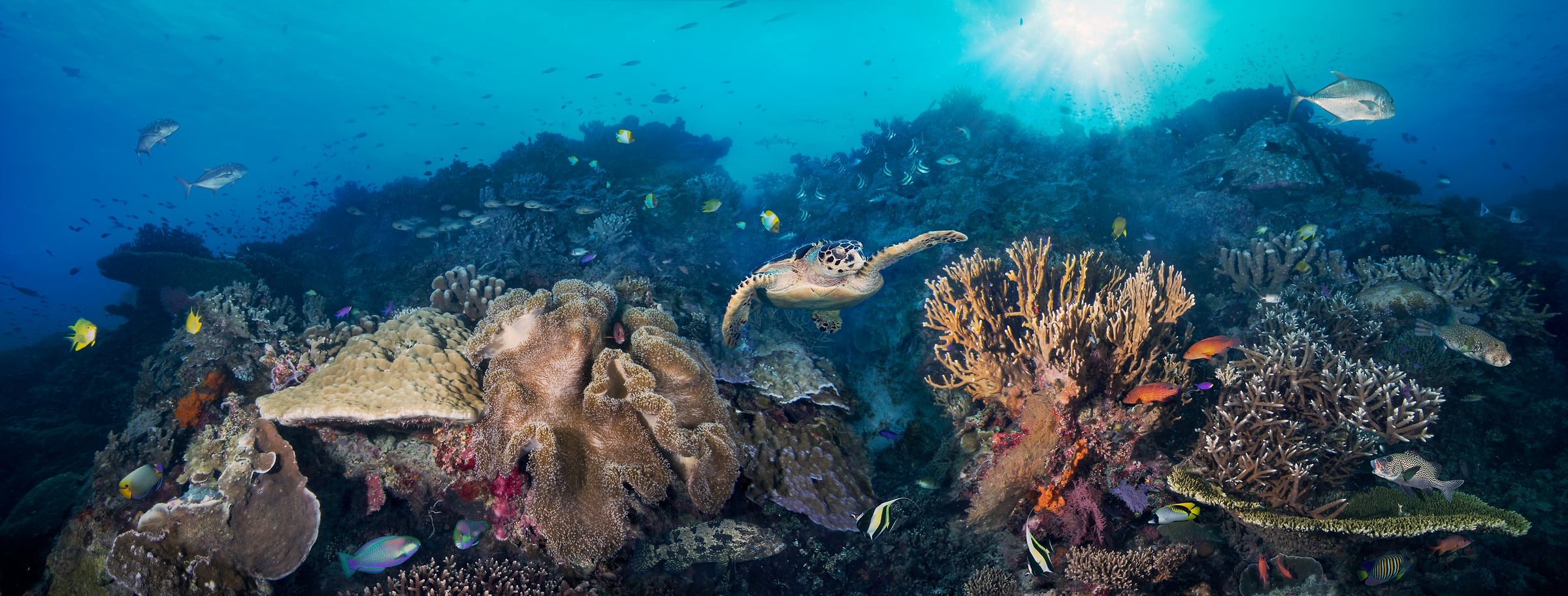 348 megapixels! A very high resolution, large-format VAST photo print of a coral reef with a sea turtle, schools of fish, and colorful coral; underwater ocean photograph created by Jim Hellemn in Tubbataha Atolls Unesco World Heritage Site, Cagayancillo, Philippines.