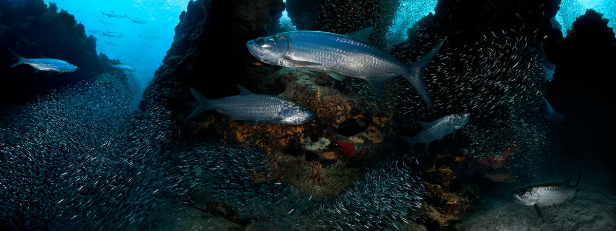 280 megapixels! A very high resolution, large-format VAST photo print of schools of fish swimming underwater; ocean photograph created by Jim Hellemn in Devil's Grotto, Grand Cayman, Cayman Islands, British West indies.