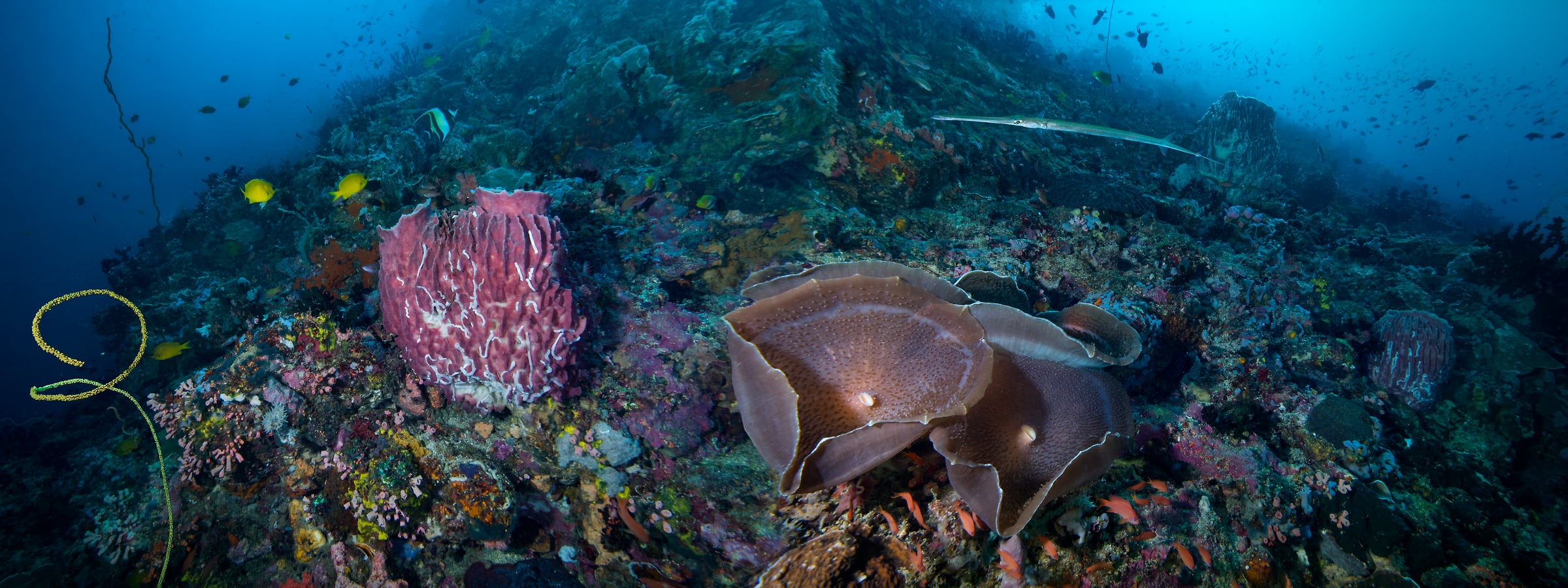 267 megapixels! A very high resolution, large-format VAST photo print of a deep underwater scene with coral and swimming fish; ocean photograph created by Jim Hellemn in Pinnacle off Verde Island, Batangas, Philippines.