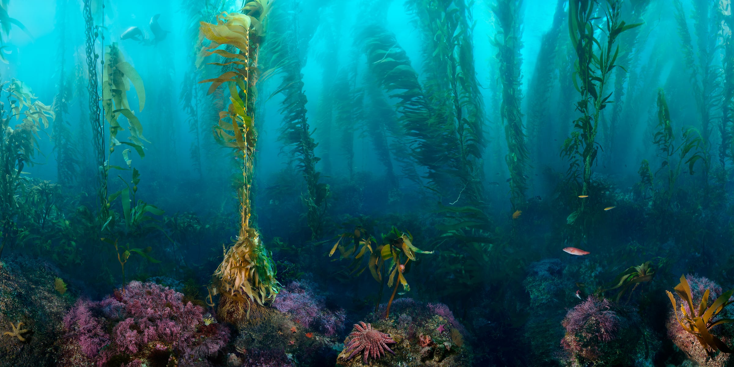 648 megapixels! A very high resolution, large-format VAST photo print of a beautiful underwater scene with kelp, sea lions, and fish; ocean photograph created by Jim Hellemn in San Clemente Island, Channels Islands, California.