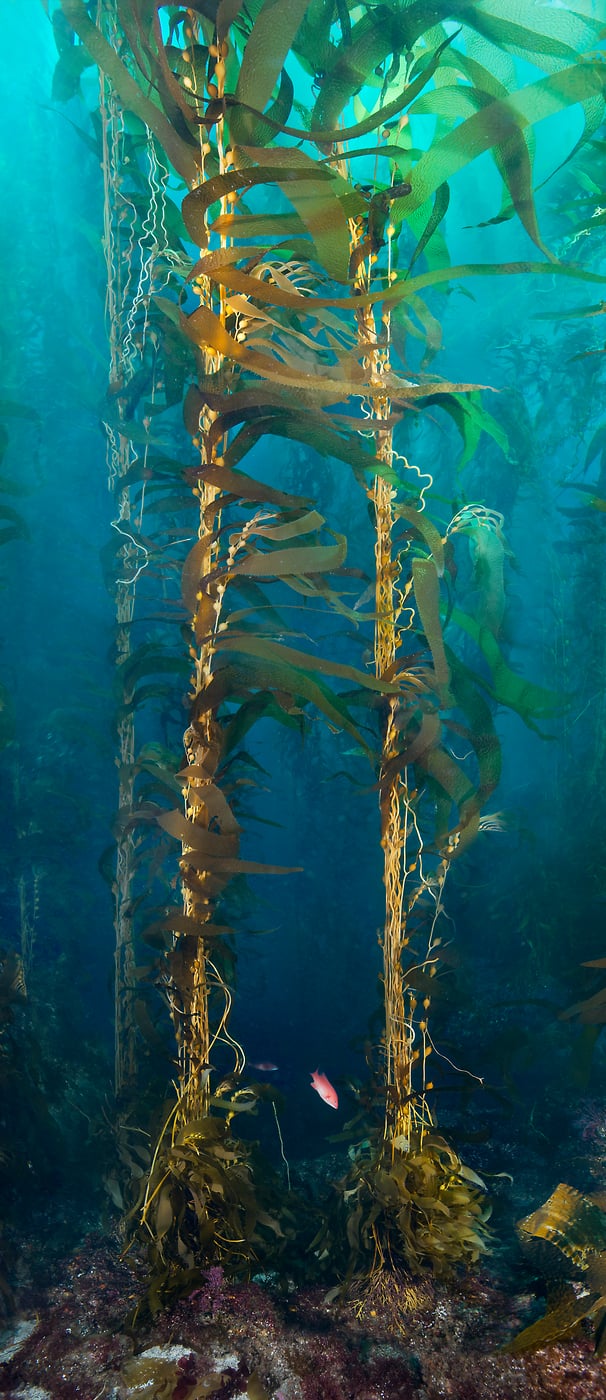 366 megapixels! A very high resolution, large-format VAST photo print of a beautiful underwater kelp forest; ocean photograph created by Jim Hellemn in San Clemente Island, Channels Islands, California.