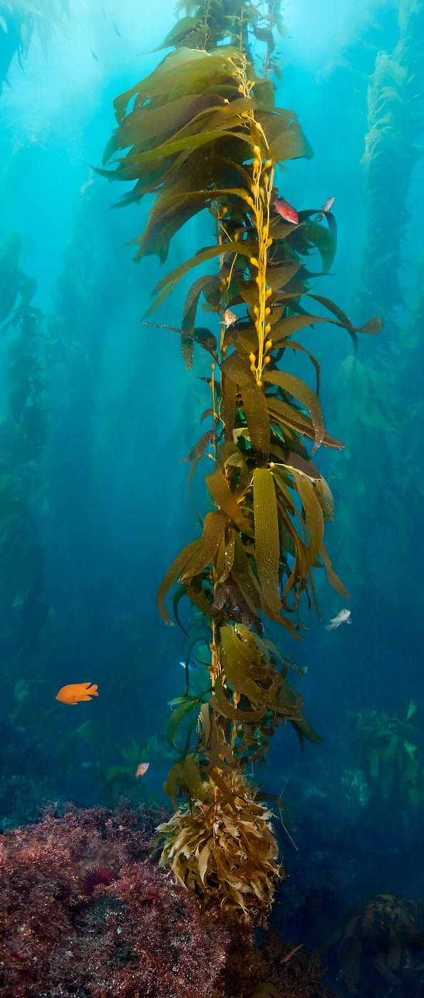 373 megapixels! A very high resolution, large-format VAST photo print of kelp underwater with fish; ocean photograph created by Jim Hellemn in San Clemente Island, Channels Islands, California.