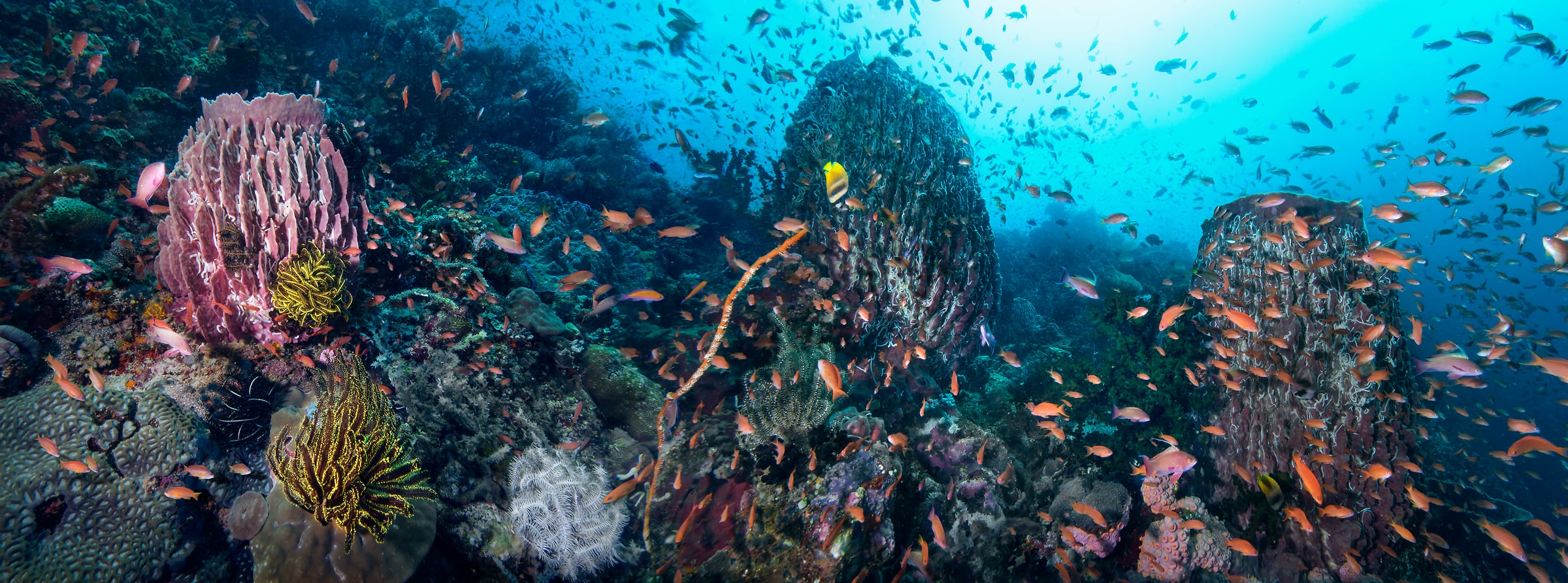 120 megapixels! A very high resolution, large-format VAST photo print of an underwater scene with schools of colorful fish swimming around a beautiful coral reef; ocean photograph created by Jim Hellemn in Pinnacle off Verde Island, Batangas, Philippines.