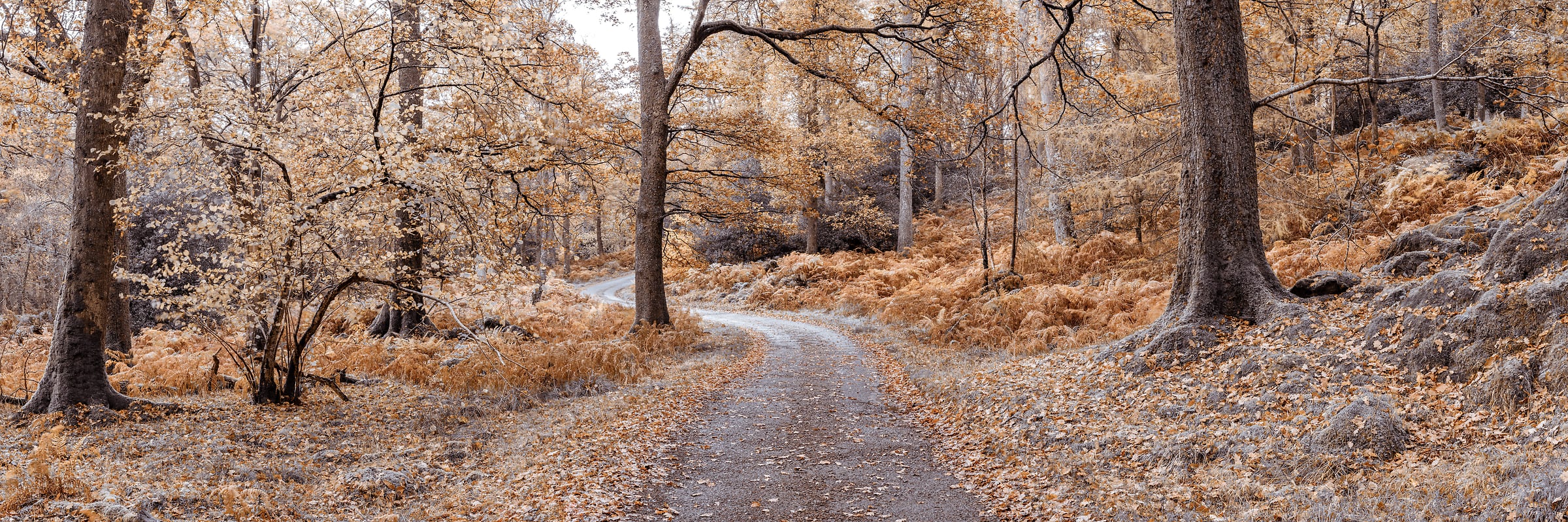 217 megapixels! A very high resolution, large-format VAST photo print of a trail winding through the woods in autumn; fine art nature photograph created by Assaf Frank in Keswick, Lake District, United Kingdom.