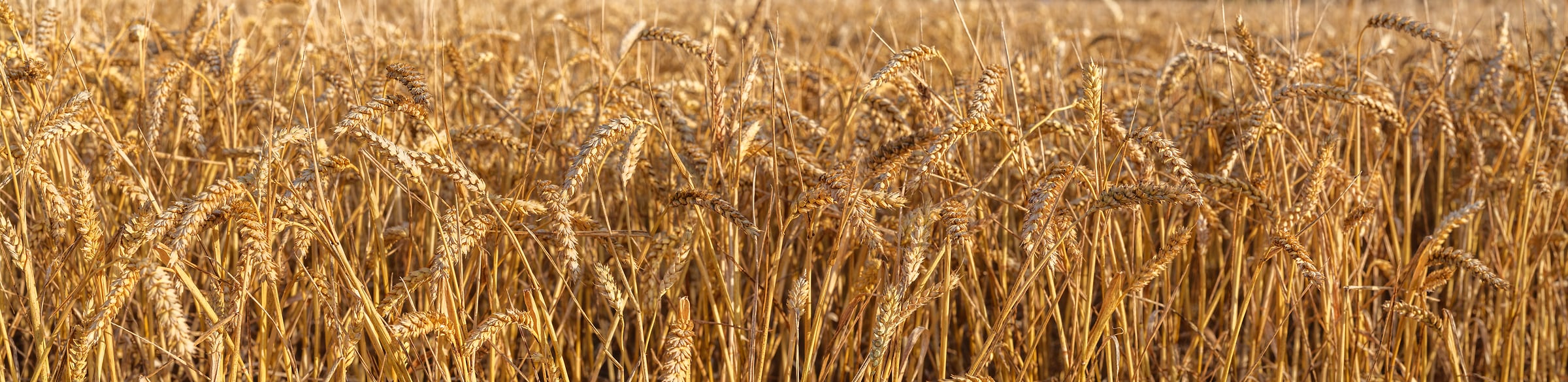 318 megapixels! A very high resolution photo of a wheat field up close; panorama photograph created by Assaf Frank.