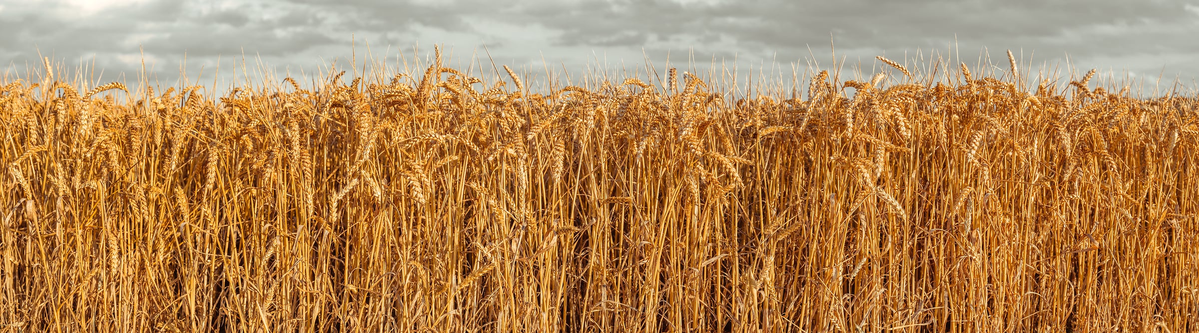 488 megapixels! A very high resolution, panorama photo of a wheat field; photograph created by Assaf Frank.