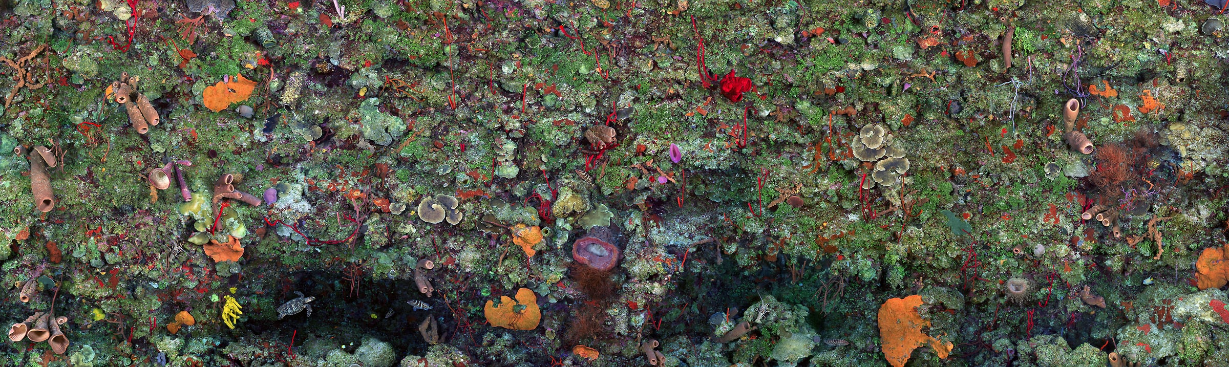 1,770 megapixels! A very high resolution, large-format VAST photo print of a coral reef wall with beautiful multi-colored coral; gigapixel underwater photograph created by Jim Hellemn in Bloody Bay Marine Park, Little Cayman Island, Cayman Islands, British West Indies.