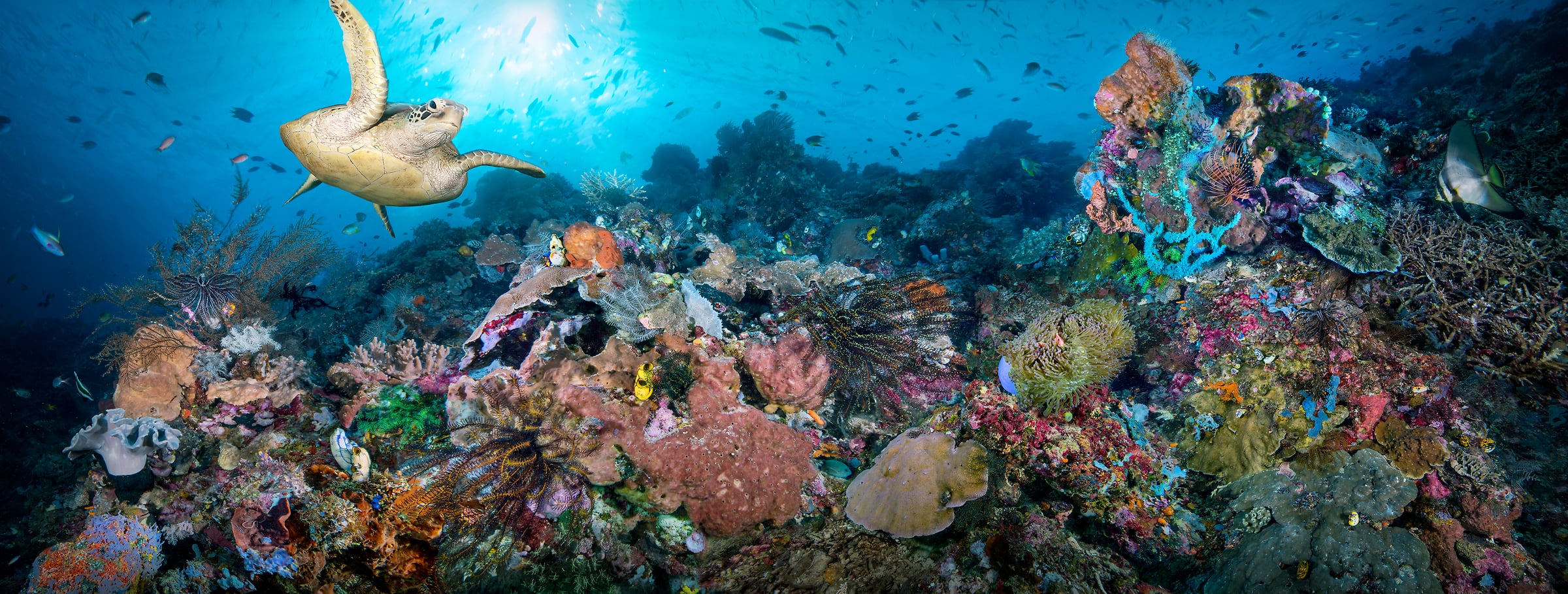 248 megapixels! A very high resolution, large-format fine art photo print of a coral reef with colorful coral, a sea turtle swimming, schools of fish, and sun rays streaming through the water; underwater photograph created by Jim Hellemn in Batu Balong Island, Komodo Islands, Indonesia.