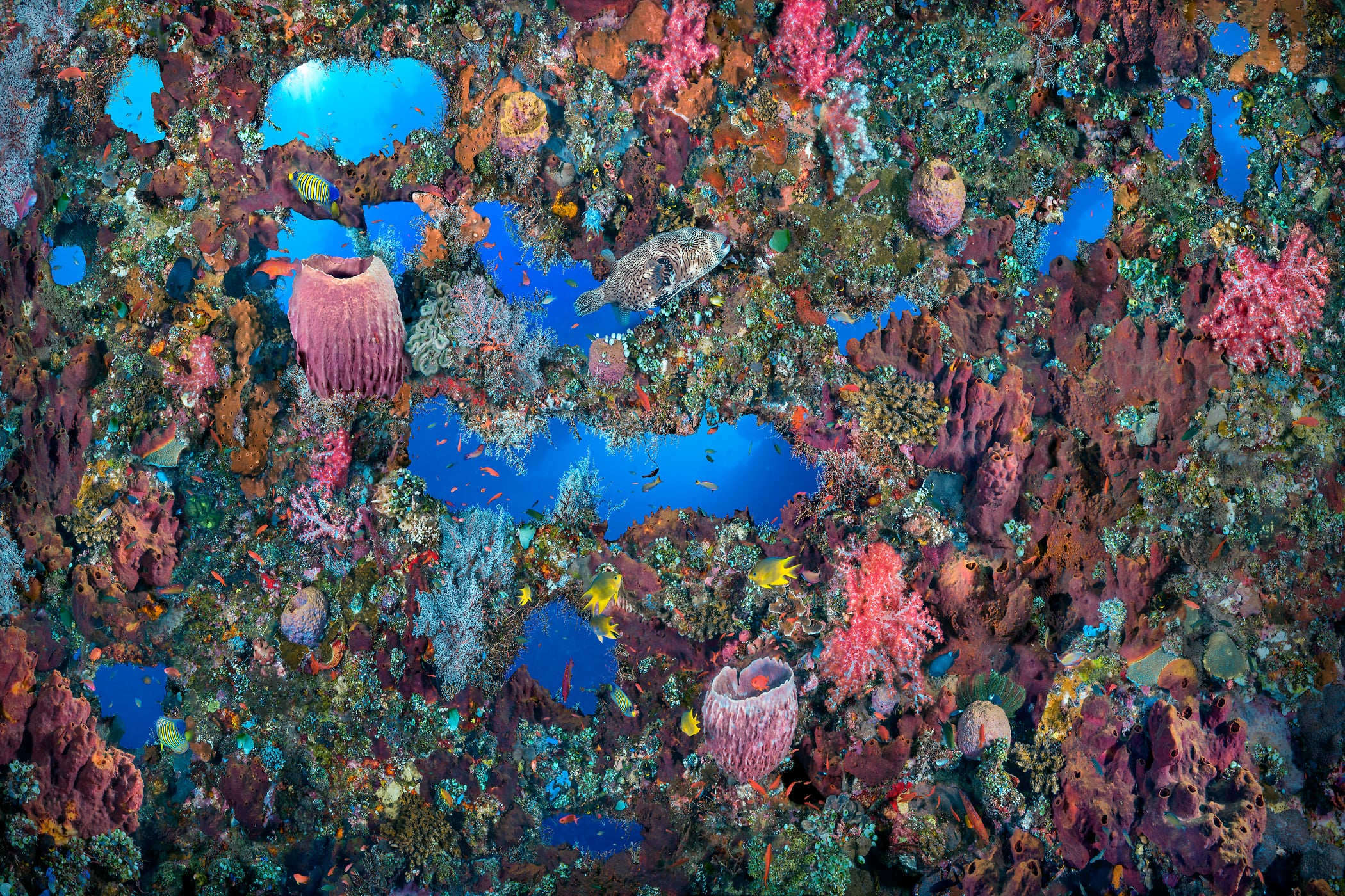 553 megapixels! A very high resolution, large-format VAST photo print of a beautiful coral reef with colorful swimming fish, and interesting coral; fine art photograph created by Jim Hellemn in Liberty Wreck, Tulamben, Bali, Indonesia.