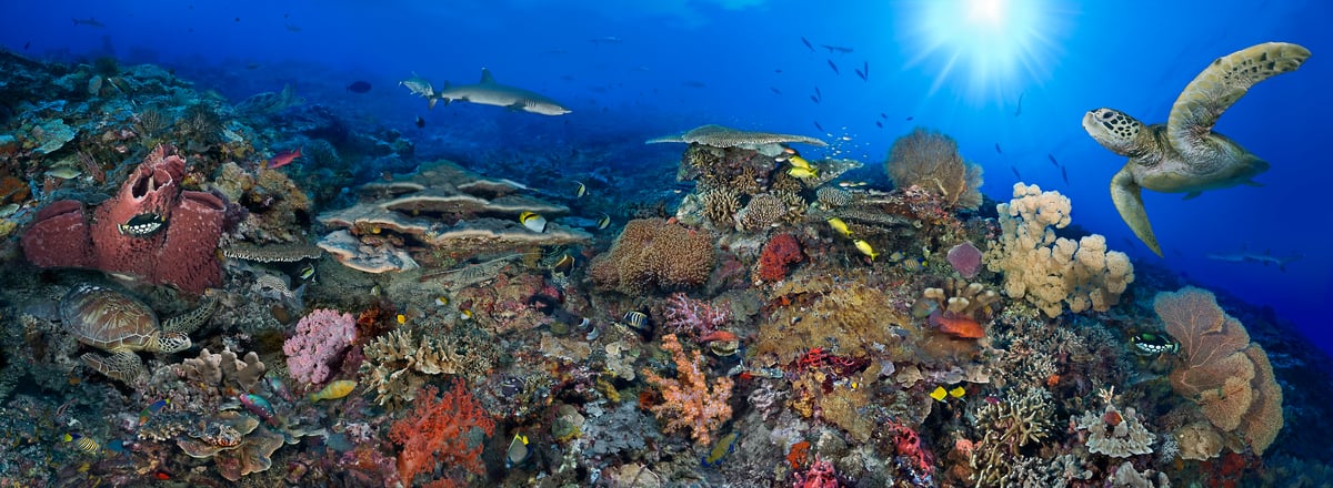 286 megapixels! A very high resolution, large-format VAST photo print of a beautiful underwater scene with a colorful coral reef, sea turtles, fish, and sharks; fine art photograph created by Jim Hellemn in Sipadan Island, Malaysia.