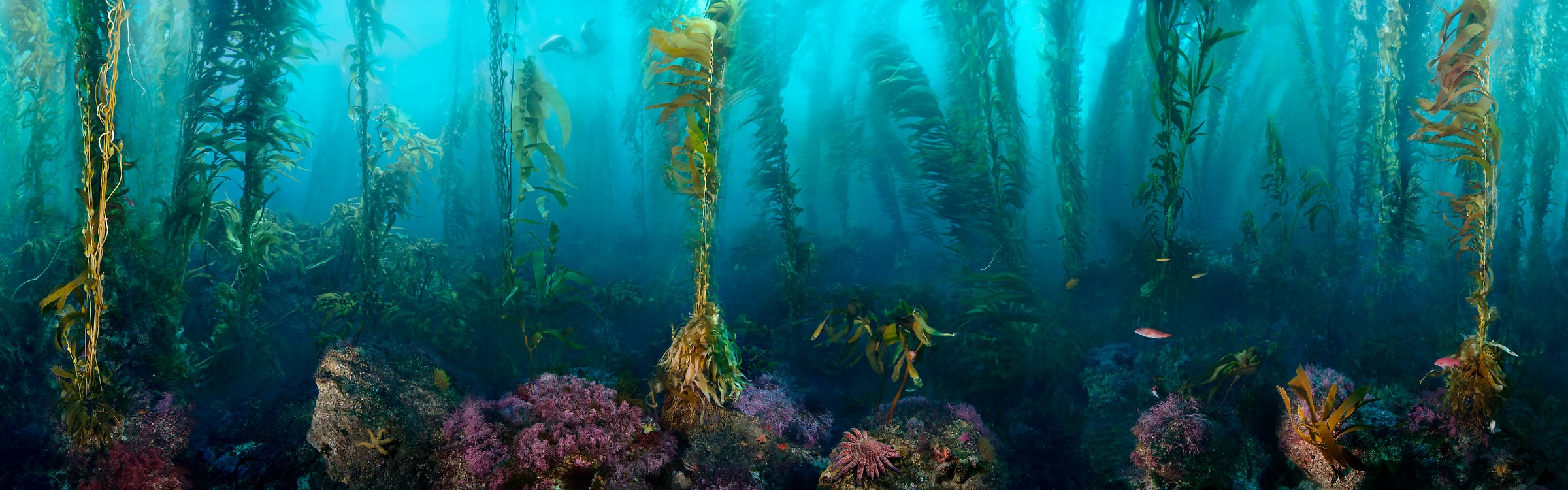 1,037 megapixels! A very high resolution, panorama photo of an underwater scene with kelp, fish, and sea lions; gigapixel photograph created by Jim Hellemn in San Clemente Island, Channels Islands, California.