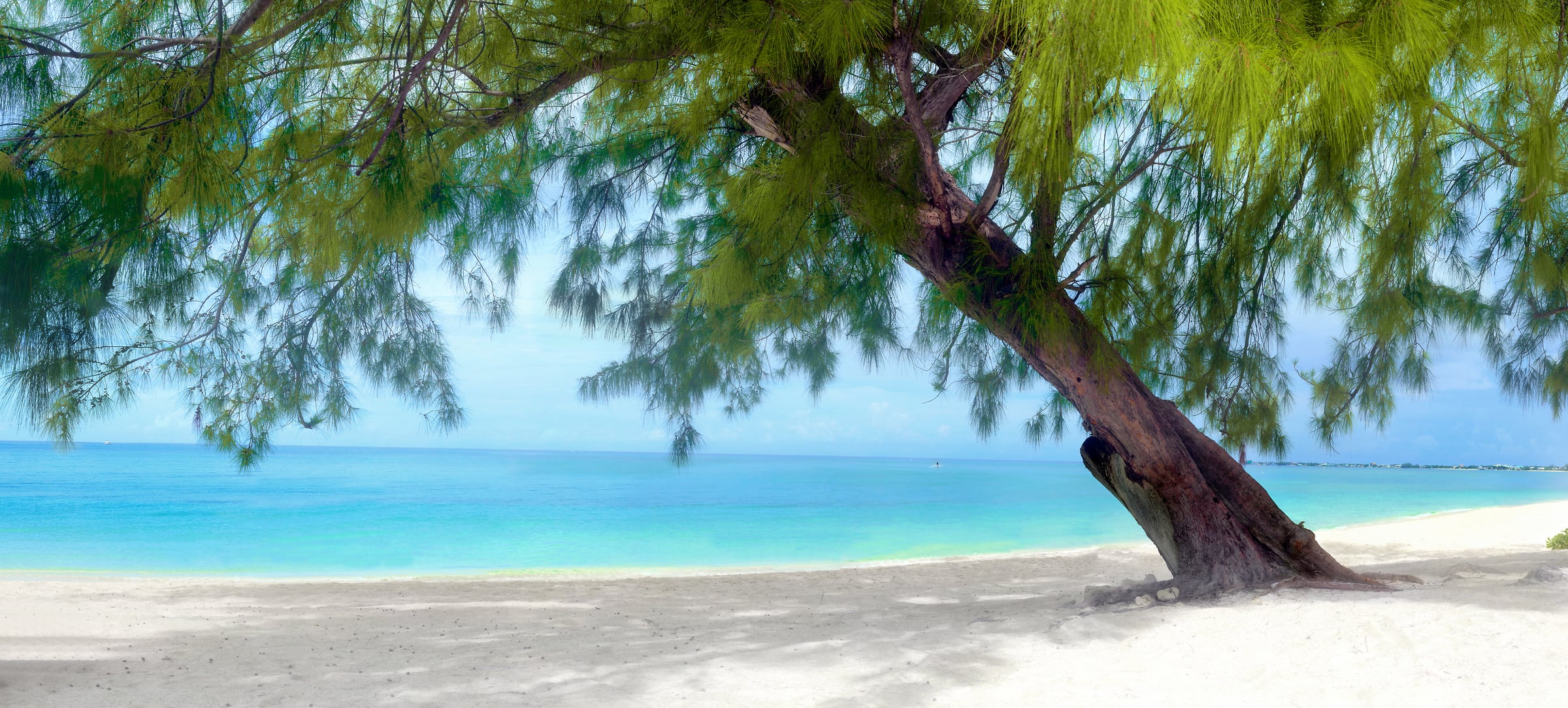 242 megapixels! A very high resolution, large-format VAST photo print of a Caribbean beach with a tree, white sand, and emerald blue peaceful water; photograph created by Phil Crawshay in the Caribbean on Seven Mile Beach, West Bay, Cayman Islands.