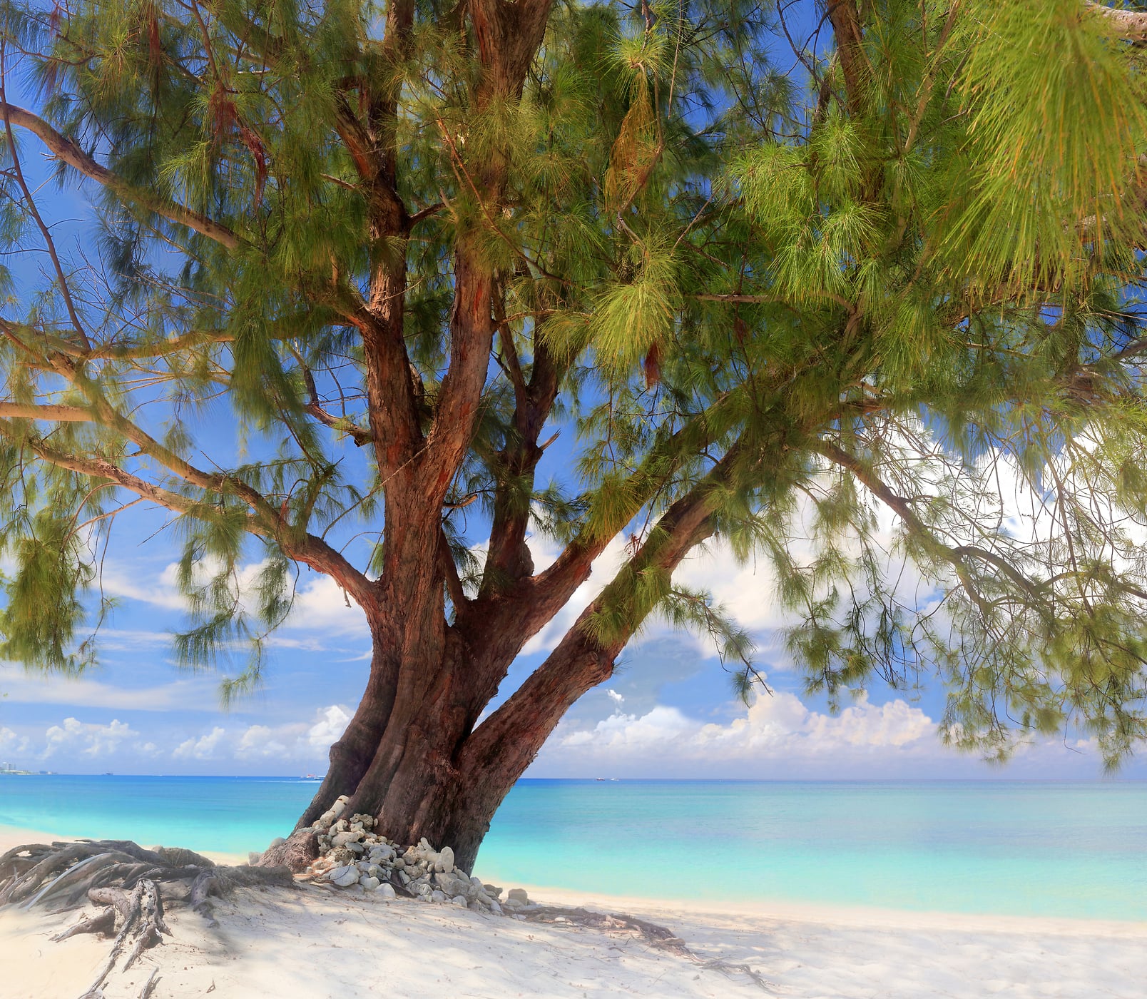 208 megapixels! A very high resolution, large-format VAST photo print of a beautiful white sand beach with a tree; photograph created by Phil Crawshay at Seven Mile Beach in West Bay, Cayman Islands.