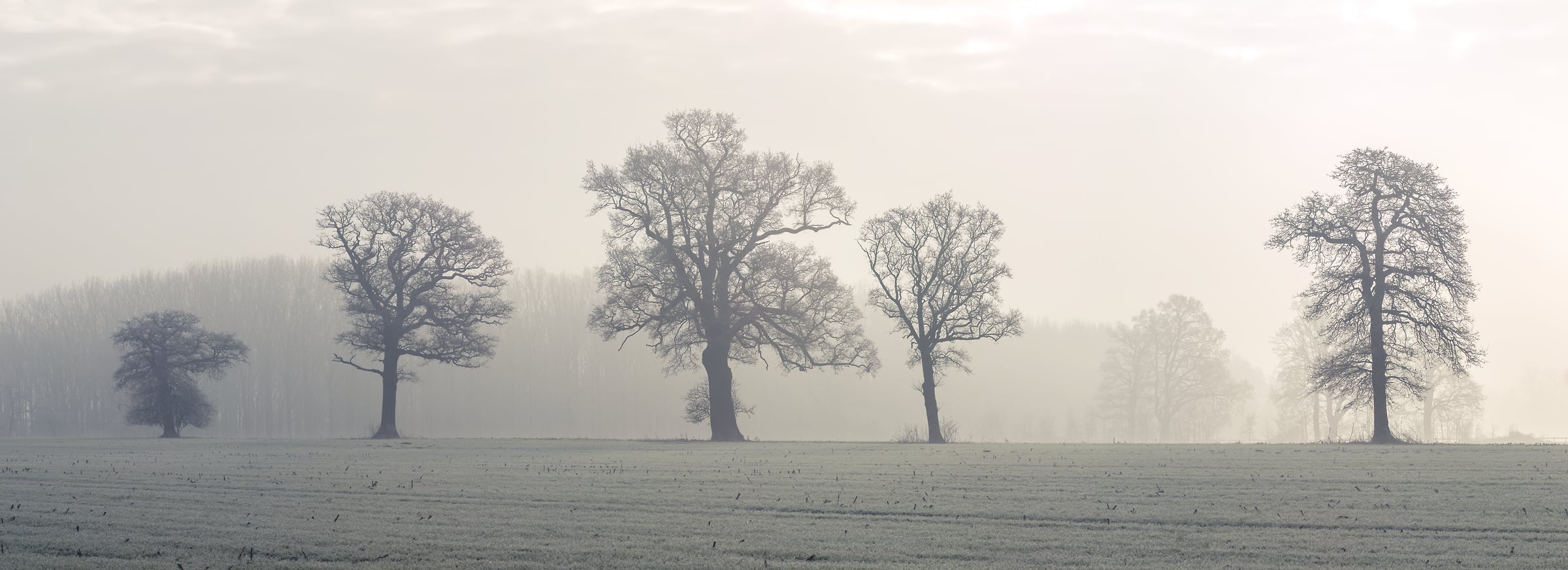 225 megapixels! A very high resolution, large-format VAST photo print of a set of mystical trees on a foggy morning in a field; nature photograph created by Assaf Frank in Winkfield, Ascot, United Kingdom.