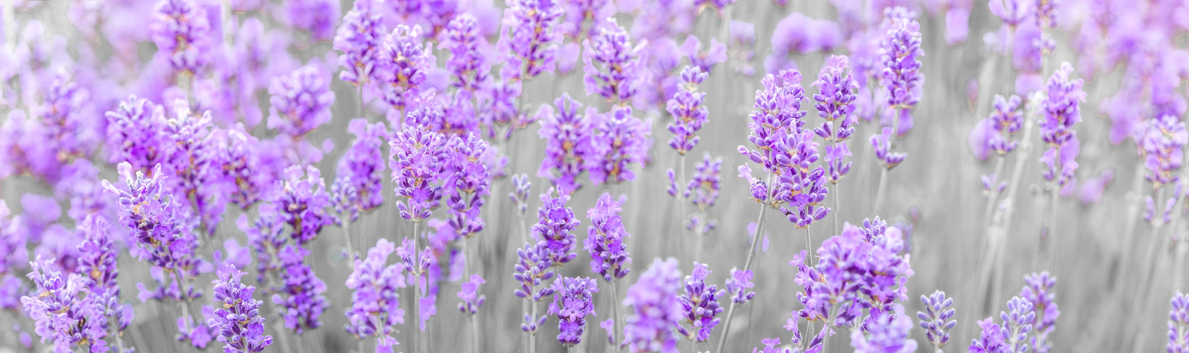 206 megapixels! A very high resolution, large-format VAST photo print of a field of beautiful lavender flowers up close; nature photograph created by Assaf Frank in Reading, United Kingdom.