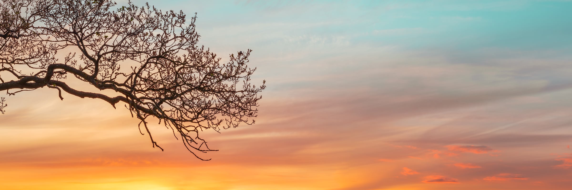 223 megapixels! A very high resolution, large-format VAST photo print of tree branches in front of a beautiful sunset sky with wispy clouds; nature photograph created by Assaf Frank.