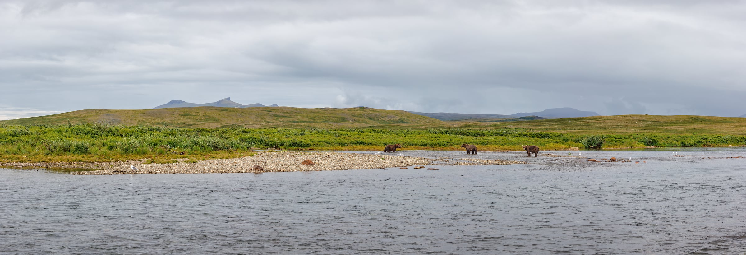 198 megapixels! A very high resolution, large-format landscape photo of tundra, a river, and brown bears; photograph created by Chris Blake in Katmai National Park, Alaska.