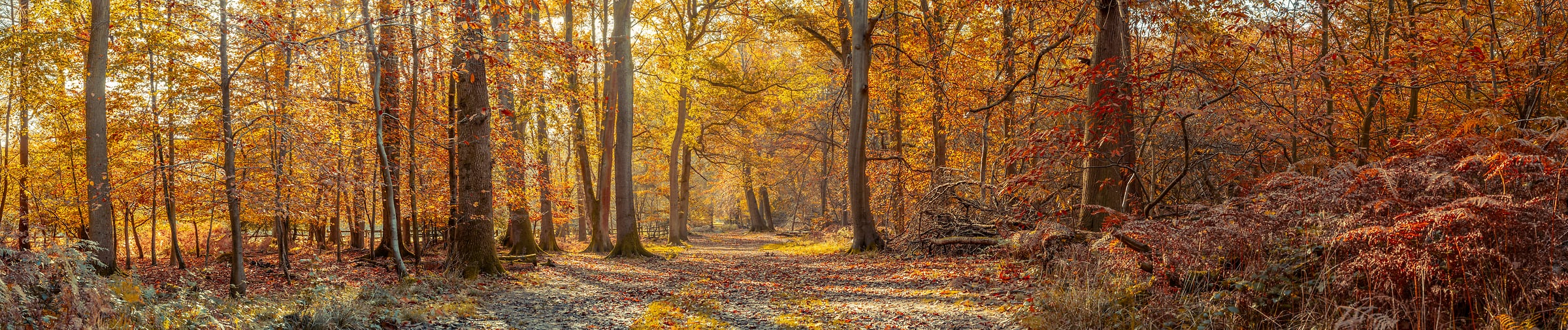 643 megapixels! A very high resolution, large-format panorama photo of an autumnal scene with a road going through a forest that has beautiful orange and gold foliage; nature photograph created by Assaf Frank in Berkhamsted, United Kingdom.