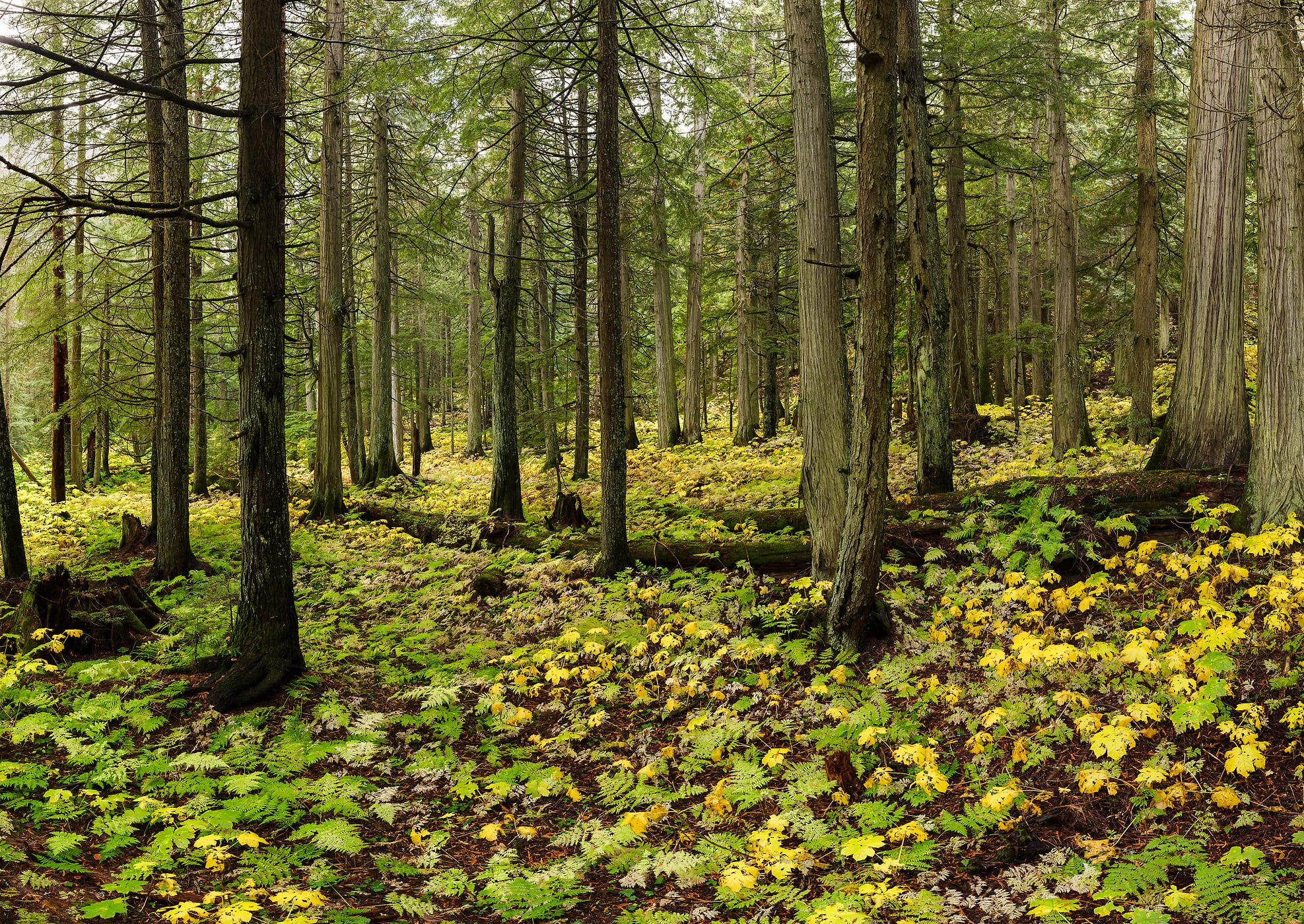 1,436 megapixels! A very high resolution, gigapixel photo of a lush grove of hemlock trees in a forest with green ferns on the ground; nature photograph created by Scott Dimond in Hemlock Grove Boardwalk, Glacier National Park, British Columbia, Canada.