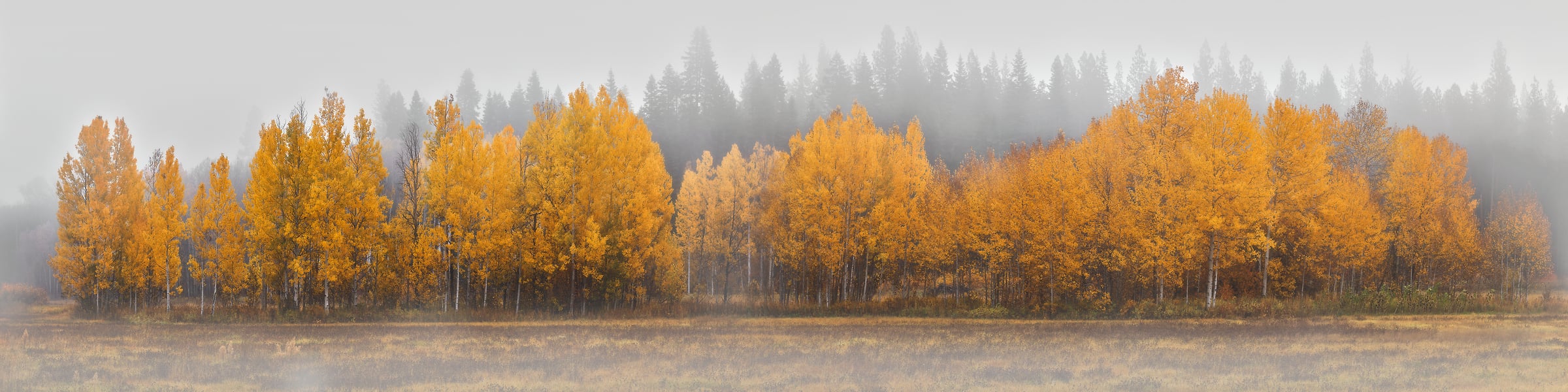 400 megapixels! A very high resolution, large-format VAST photo print of trees with fall foliage in fog; nature photograph created by Chris Collacott.