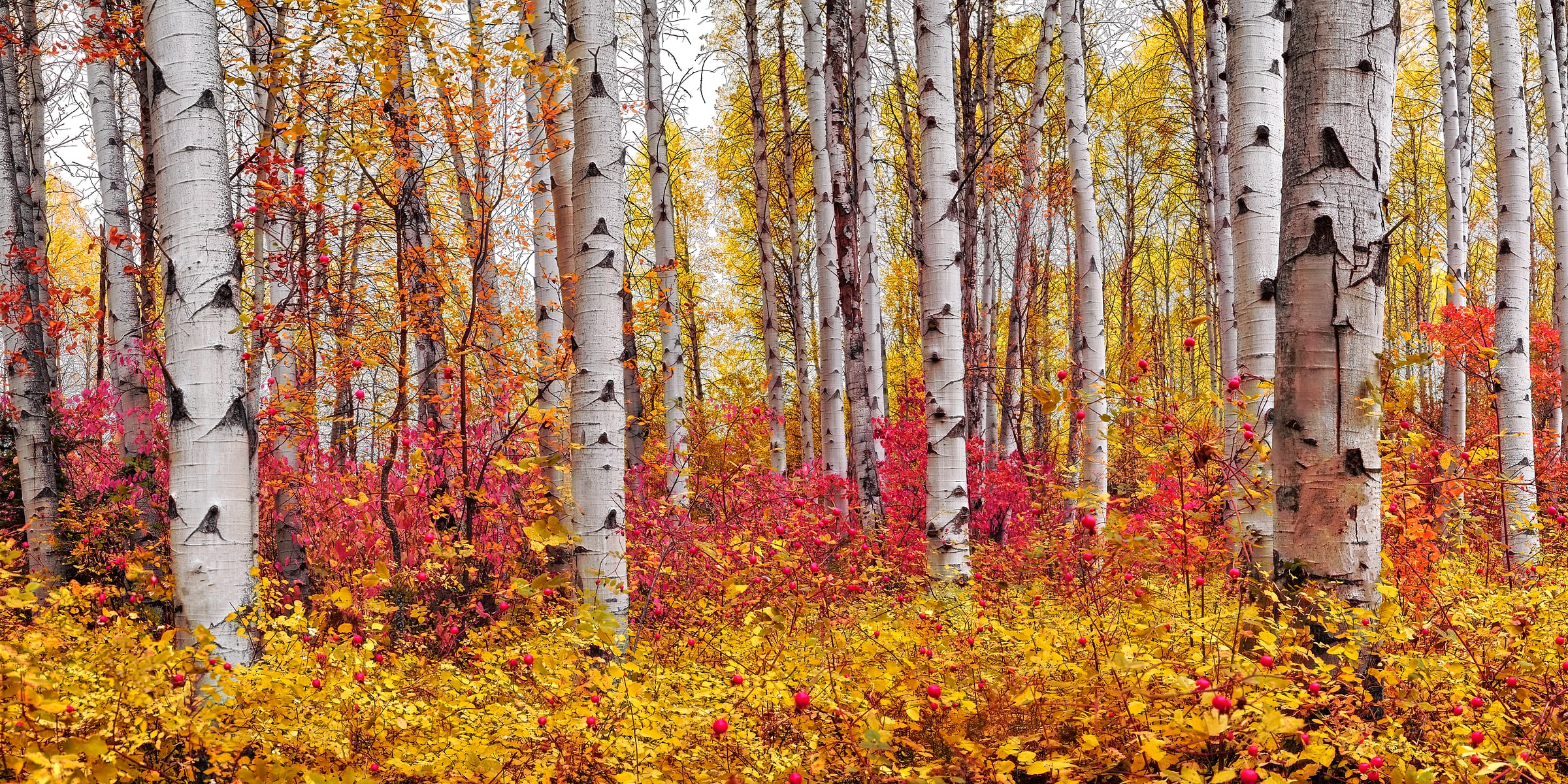 157 megapixels! A very high resolution, large-format VAST photo print of a forest with beautiful trees in autumn with colorful fall foliage; photograph created by Chris Collacott.