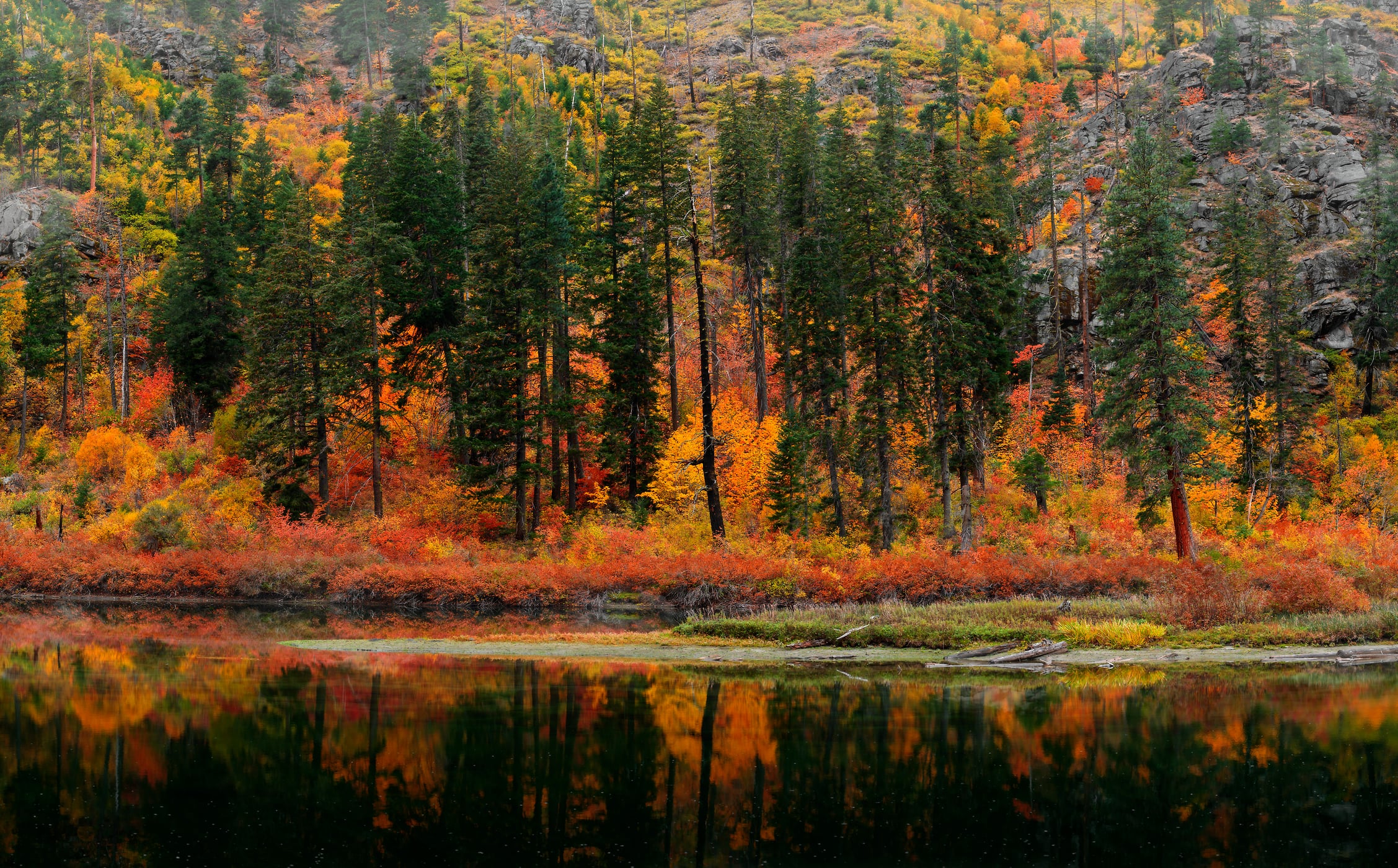 1,449 megapixels! A very high resolution, large-format mural photo of a beautiful forest with colorful foliage; fine art nature photograph created by Chris Collacott.