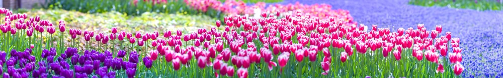 high-resolution-flower-