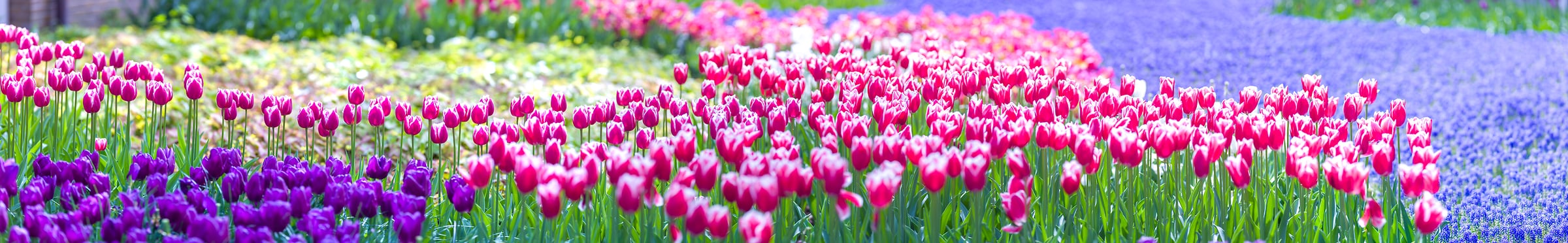 384 megapixels! A very high resolution panorama photo of tulip flowers; nature photograph created by Assaf Frank in Keukenhof, Netherlands.