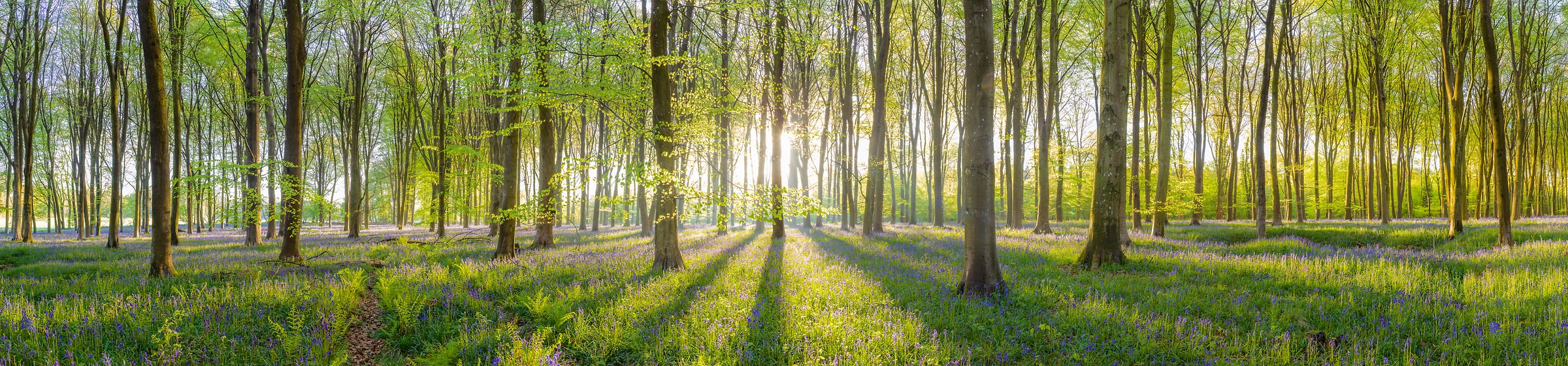 231 megapixels! A very high resolution panorama photo of a beautiful forest at sunrise; wide photograph created by Assaf Frank in Winchester, United Kingdom.