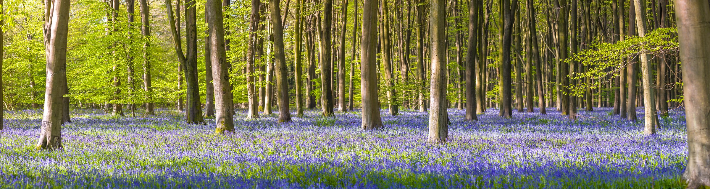 225 megapixels! A very high resolution, large-format VAST photo print of woods in springtime with beautiful flowers carpeting the ground; nature photograph created by Assaf Frank in Hampshire, Winchester, United Kingdom.