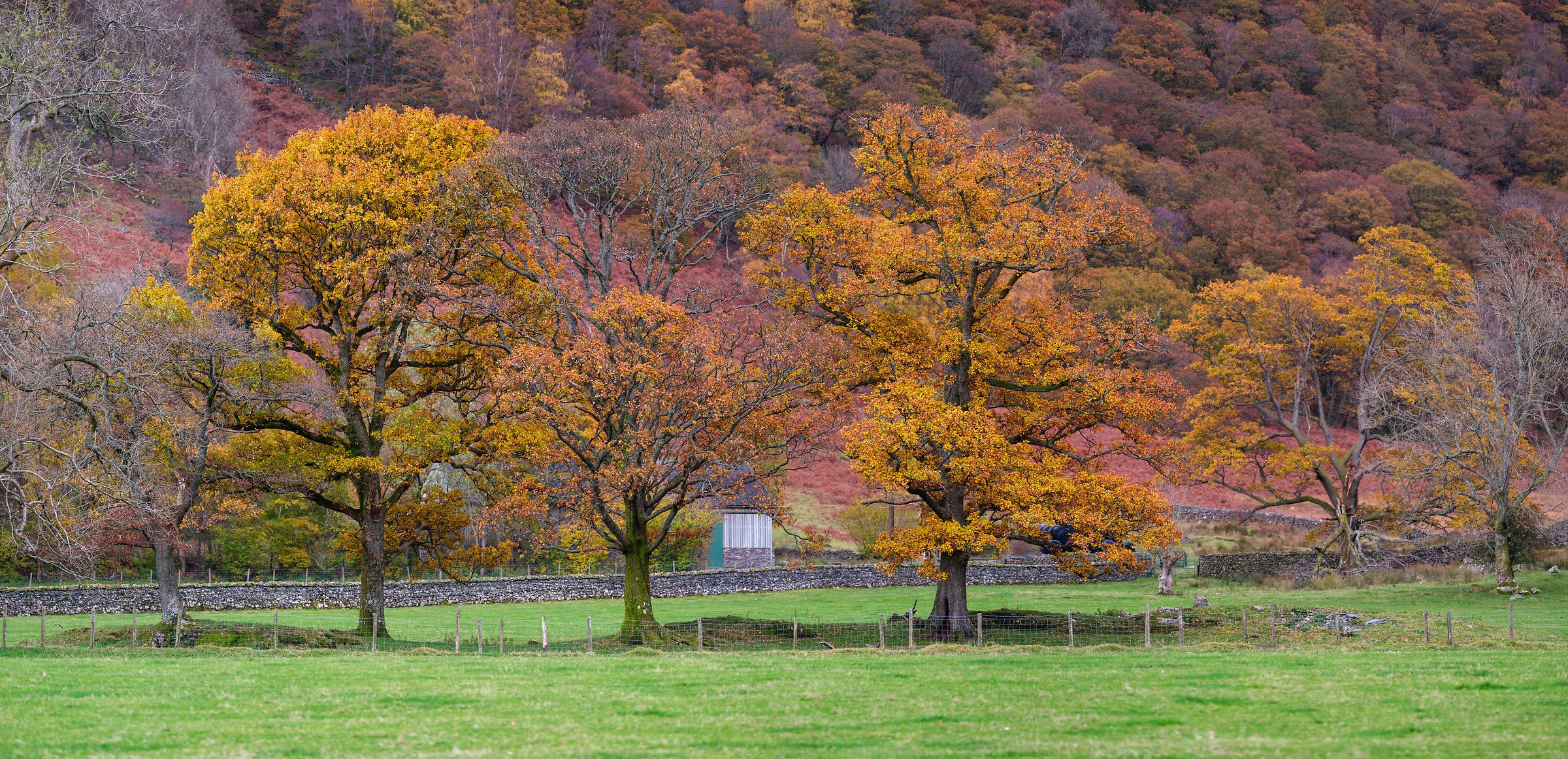 277 megapixels! A very high resolution, large-format VAST photo print of an autumn forest and trees with colorful foliage; nature photograph created by Assaf Frank in Keswick, Lake District, United Kingdom.