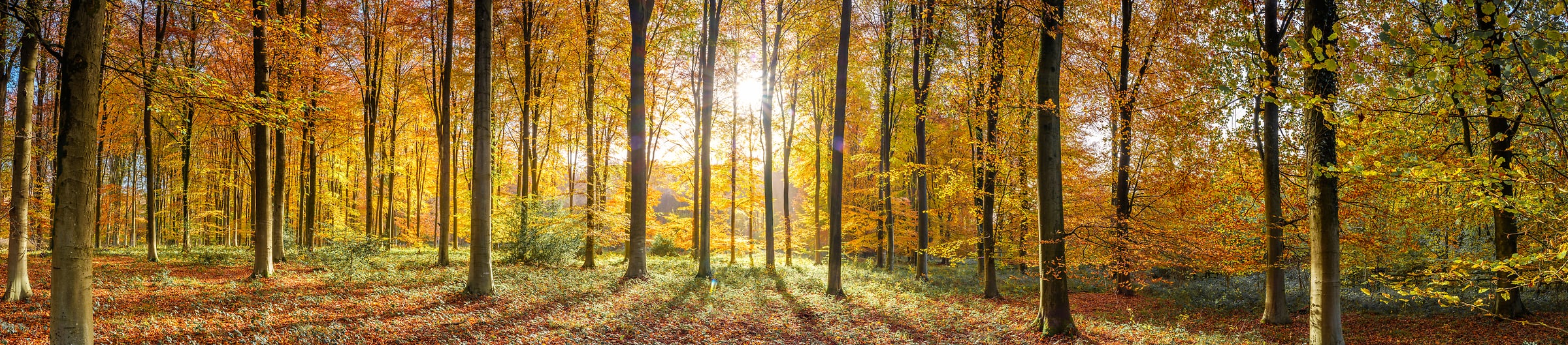 369 megapixels! A very high resolution, panorama photo of woods in fall with a sunrise streaming through the autumn foliage; nature photograph created by Assaf Frank in Winchester, United Kingdom.