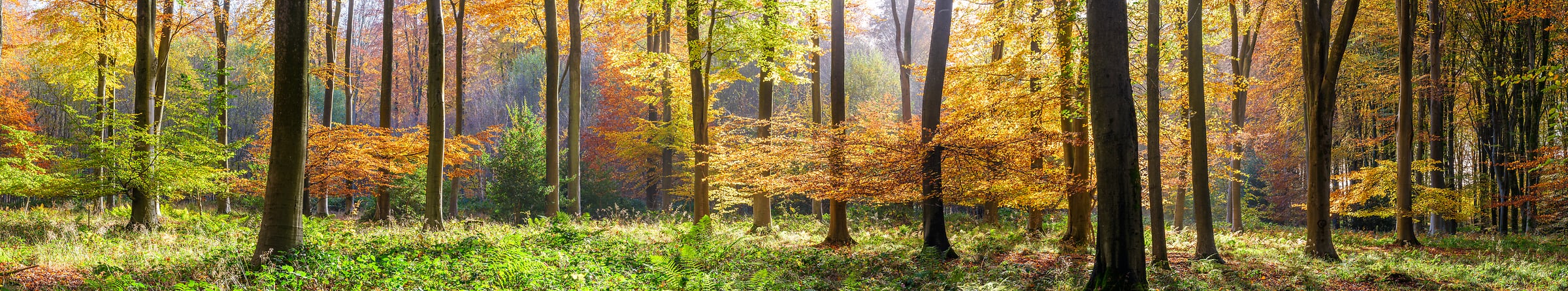 411 megapixels! A very high resolution, large-format VAST photo print of a vibrant fall scene with colorful autumn foliage and the sun streaming into the woods; photograph created by Assaf Frank in Winchester, United Kingdom.