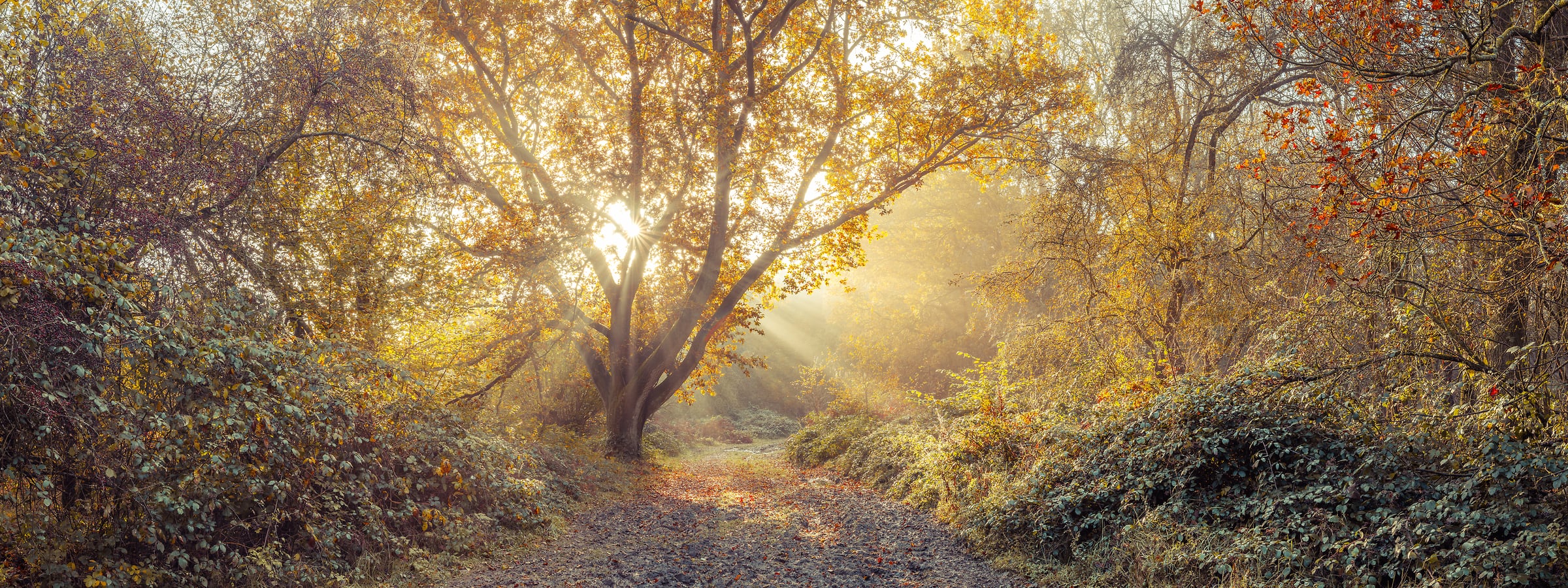 214 megapixels! A very high resolution, large-format VAST photo print of sunrise in the woods in fall with a pathway; nature photograph created by Assaf Frank in Berkhamsted, United Kingdom.