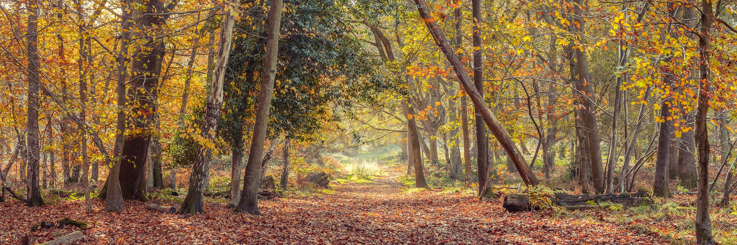 171 megapixels! A very high resolution, large-format VAST photo print of a trail in the woods in autumn with beautiful fall foliage; nature photograph created by Assaf Frank in Berkhamsted, United Kingdom.