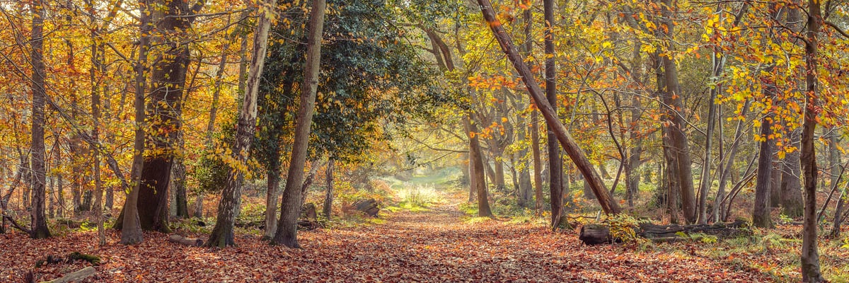 171 megapixels! A very high resolution, large-format VAST photo print of a trail in the woods in autumn with beautiful fall foliage; nature photograph created by Assaf Frank in Berkhamsted, United Kingdom.