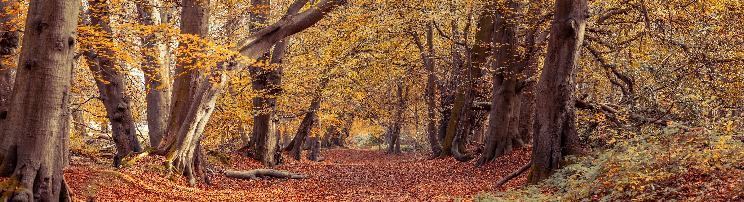 494 megapixels! A very high resolution, large-format VAST photo print of a trail in the woods with orange and brown autumn foliage; nature photograph created by Assaf Frank in Berkhamsted, United Kingdom.