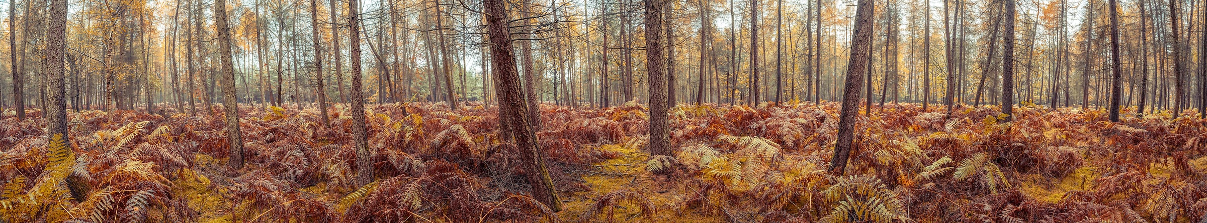 345 megapixels! A very high resolution, wide panorama photo of a forest in autumn with orange and brown foliage; nature photograph created by Assaf Frank in Windsor, United Kingdom.