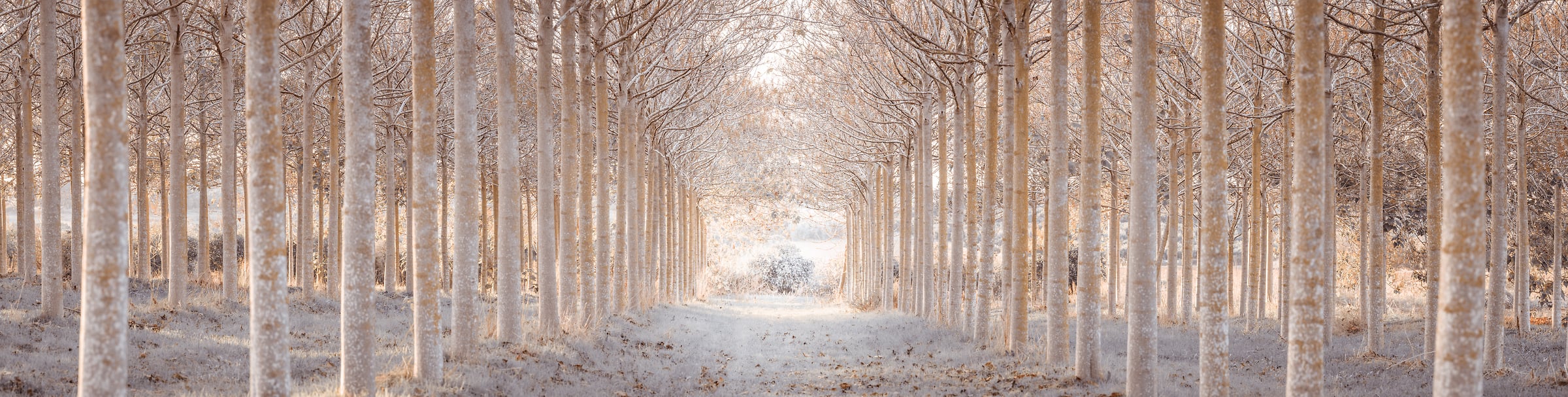 301 megapixels! A very high resolution, large-format VAST photo print of a beautiful forest in winter with a dusting of snow and an idyllic pathway; nature photograph created by Assaf Frank.