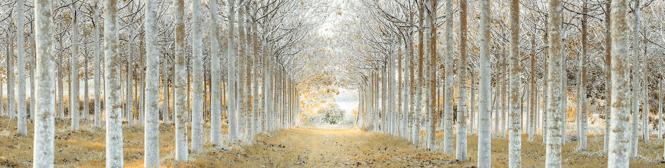 Pathway in aligned trees - VAST