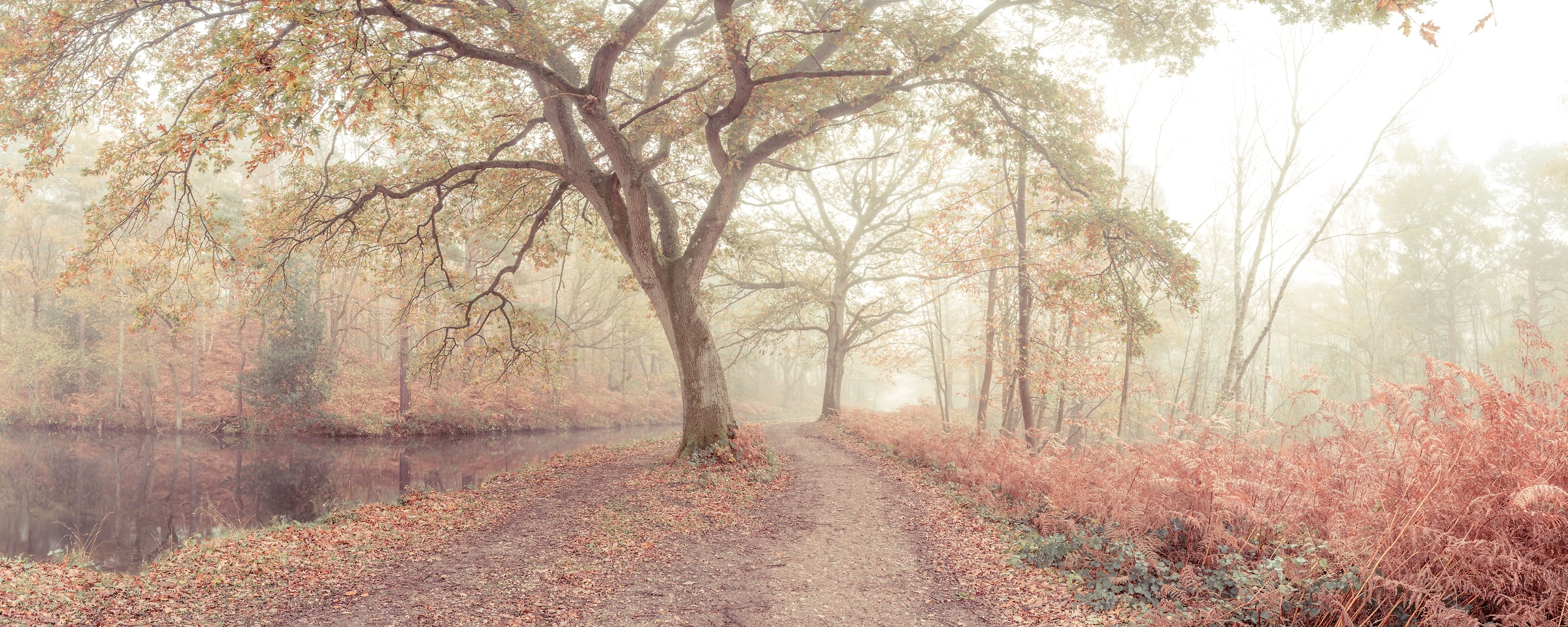 263 megapixels! A very high resolution, large-format VAST photo print of hazy woods with a tree near a canal and a pathway in the fog; nature photograph created by Assaf Frank in Woking, United Kingdom.