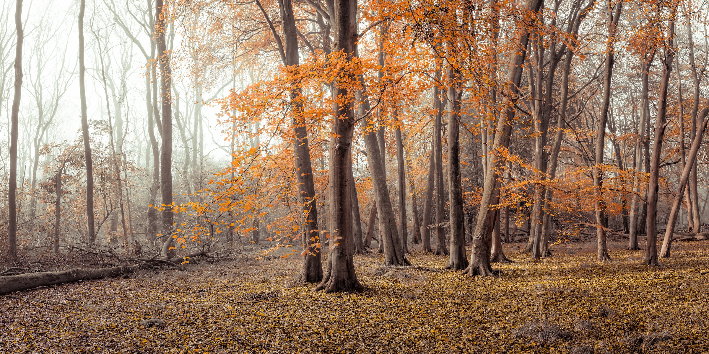 275 megapixels! A very high resolution, large-format VAST photo print of a forest in fall with autumn colors in the leaves; nature photograph created by Assaf Frank in Berkhamsted, United Kingdom.