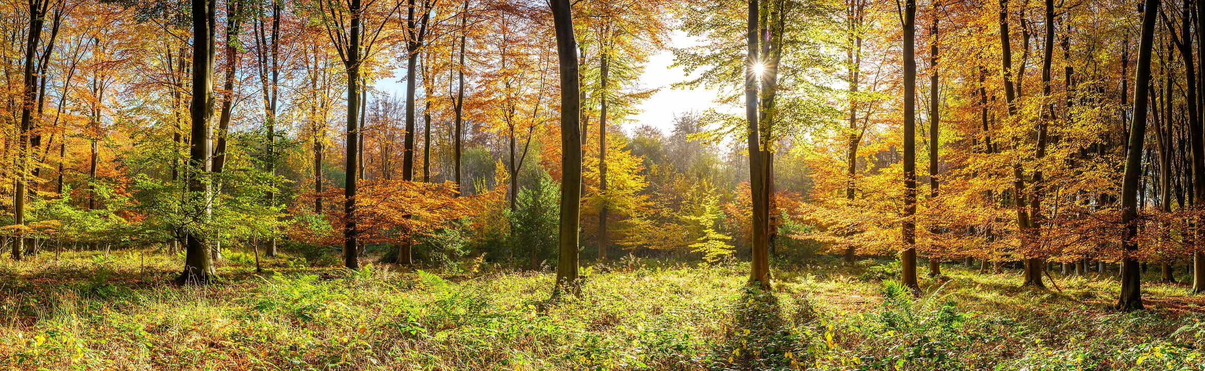 229 megapixels! A very high resolution, large-format VAST photo print of vibrant fall foliage colors in the woods with sunlight; nature photograph created by Assaf Frank in Winchester, United Kingdom.