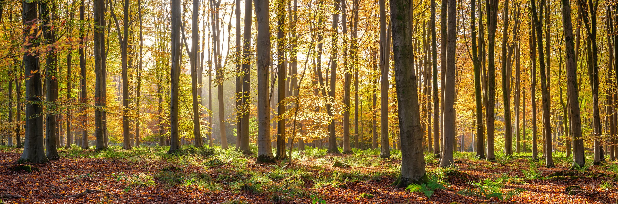 415 megapixels! A very high resolution, mural photo of trees in autumn with sunlight streaming through the woods; nature photograph created by Assaf Frank in Winchester, United Kingdom.