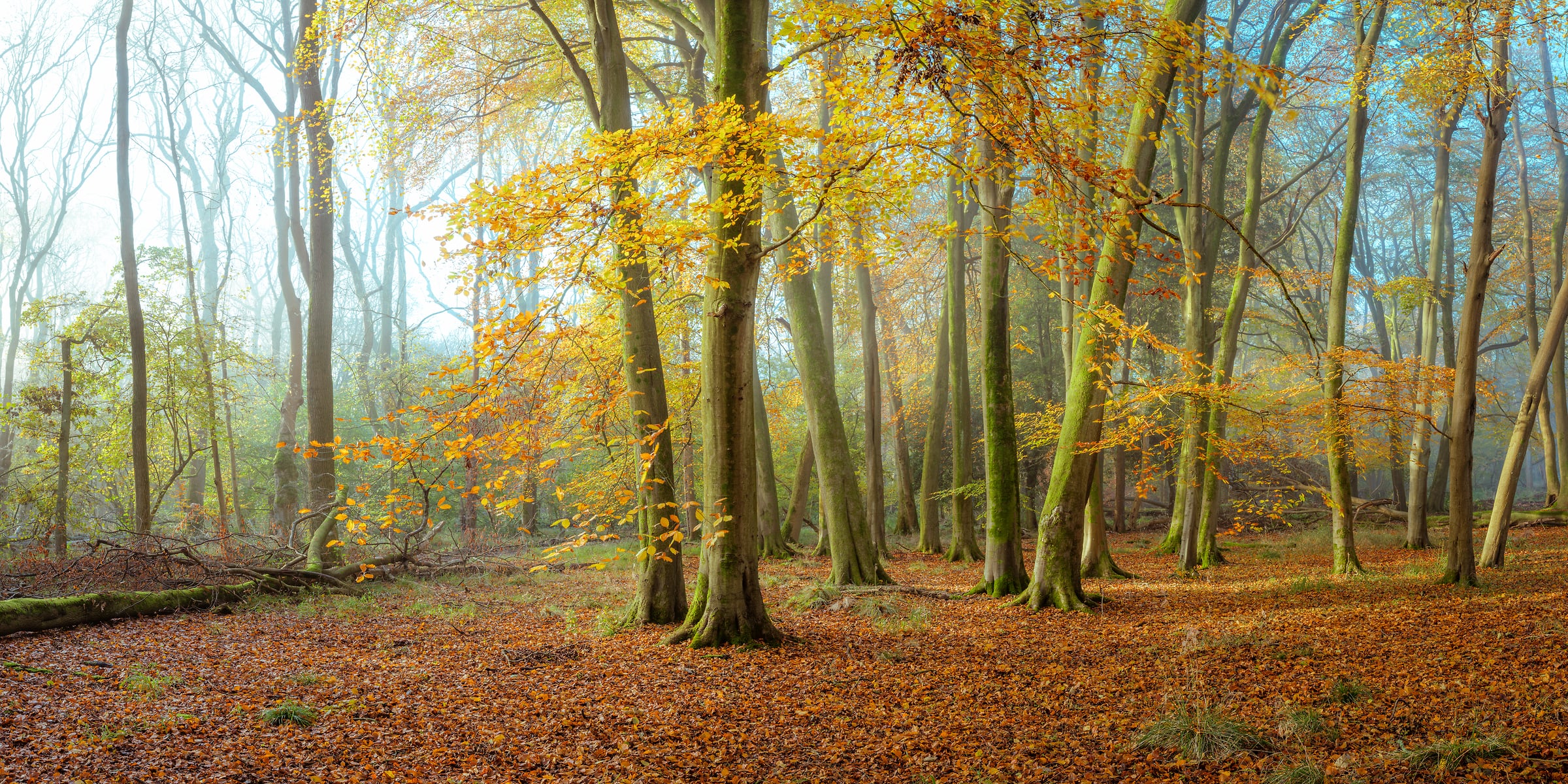 243 megapixels! A very high resolution, large-format VAST photo print of ethereal woods with beautiful trees; nature photograph created by Assaf Frank in Berkhamsted, United Kingdom.