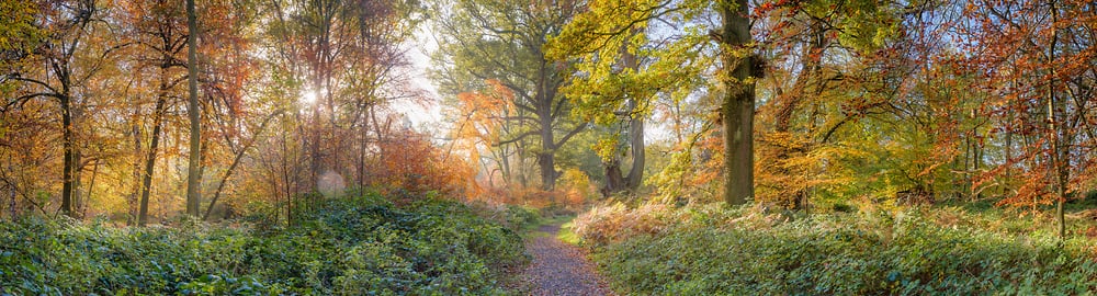 Nature pathways in fall: Ultra-high-res photos by VAST