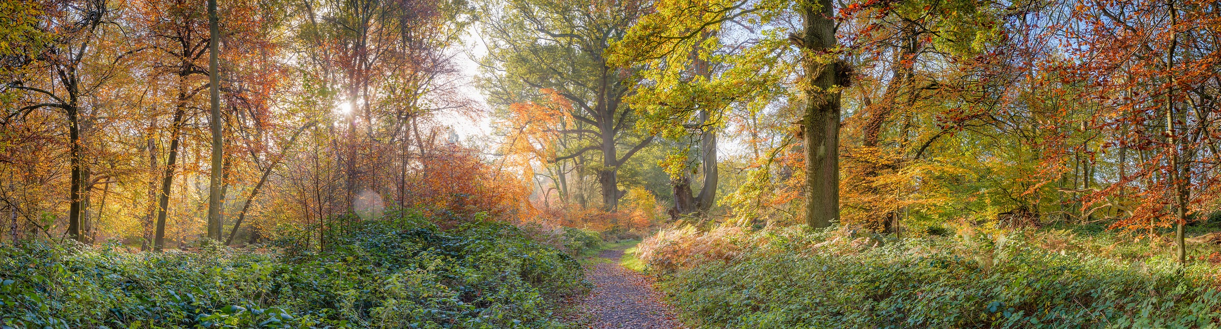 509 megapixels! A very high resolution, large-format VAST photo print of a pathway in nature during fall with a beautiful colorful forest of autumn foliage and leaves; nature photograph created by Assaf Frank in Berkhamsted, United Kingdom.