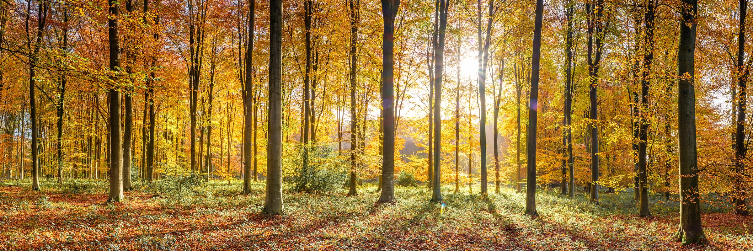 244 megapixels! A very high resolution, large-format VAST photo print of woods during the fall with sunlight streaming through the autumn foliage; nature photograph created by Assaf Frank in Winchester, United Kingdom.