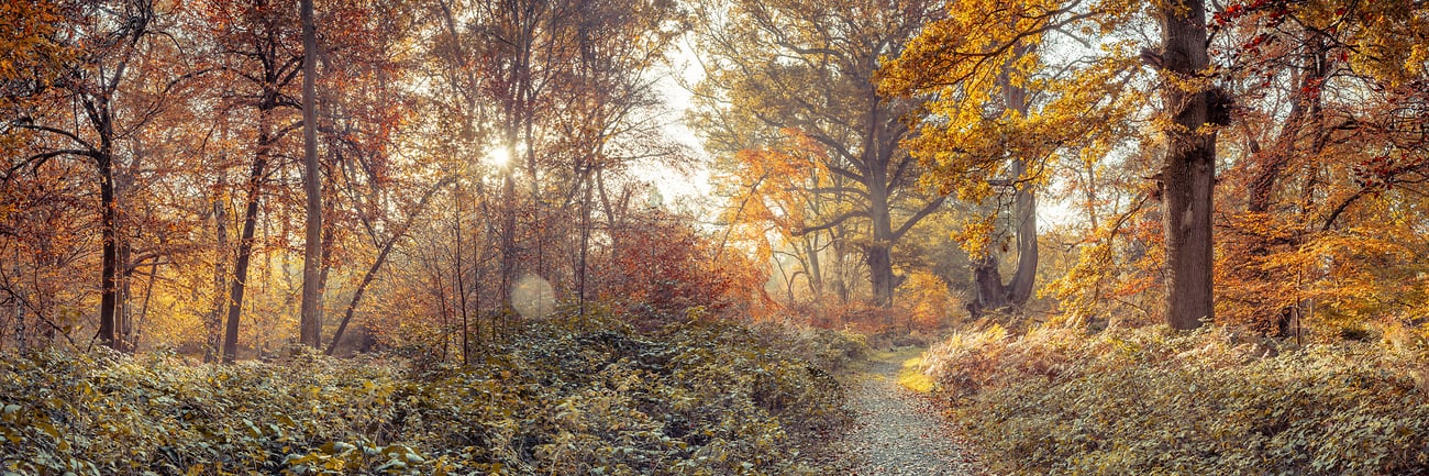 Fall forest trail: Ultra-high-resolution photos by VAST